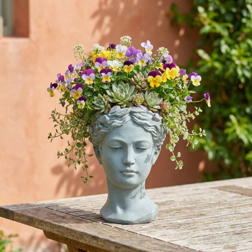 Busto de cabeza de planta gris azulado Ø8cm H15cm | Floristik24.es
