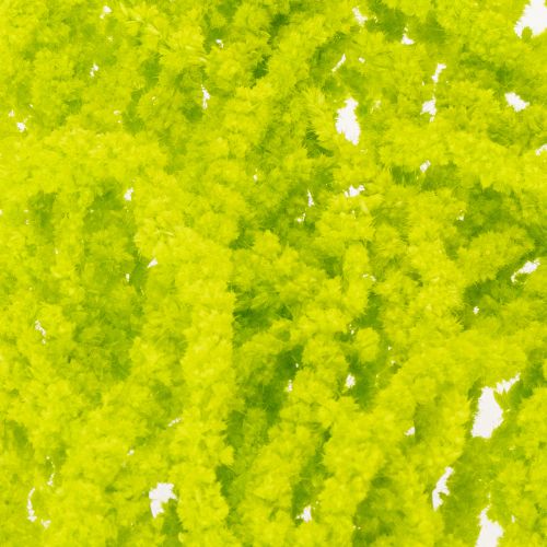 Artículo Flores secas de cola de zorro, teñidas, para una decoración especial del hogar y acentos únicos, 100 cm, 5 piezas