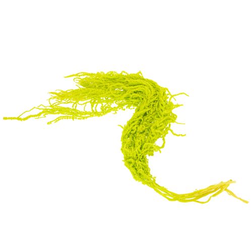 Artículo Flores secas de cola de zorro, teñidas, para una decoración especial del hogar y acentos únicos, 100 cm, 5 piezas