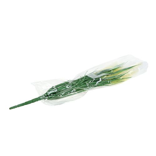 Floristik24 Hierba cola de zorra verde, blanco 63cm