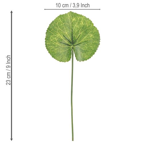 Artículo Hojas artificiales de Galax Urceolata verde Ø10cm L23cm 12 uds