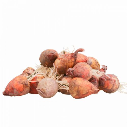 Artículo Decoración vegetal mini remolacha artificial Ø2,5cm H3,5cm 24 piezas