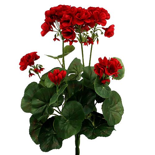 Floristik24 Arbusto de geranio rojo 36cm