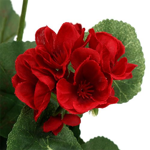 Floristik24 Arbusto de geranio rojo 36cm