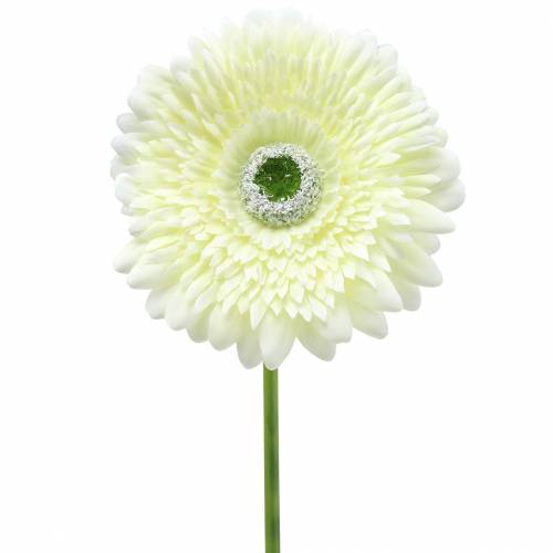 Floristik24 Gerbera artificial blanca 62cm 6uds