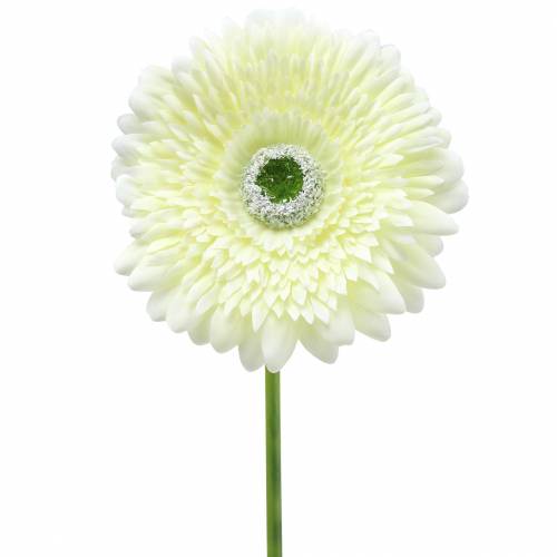 Floristik24 Gerbera blanco artificial 62cm 6pcs