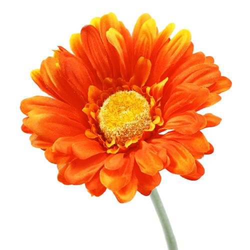 Floristik24 Gerbera Naranja Ø10cm L55cm 6pcs