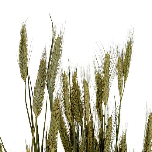 Artículo Grano decoración Triticale en manojo Natural 1 manojo