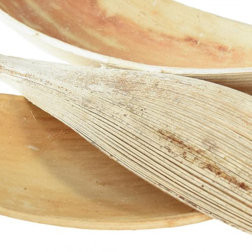 Artículo Cáscaras de coco, hojas de coco blanqueadas, 22-42 cm, 25 piezas