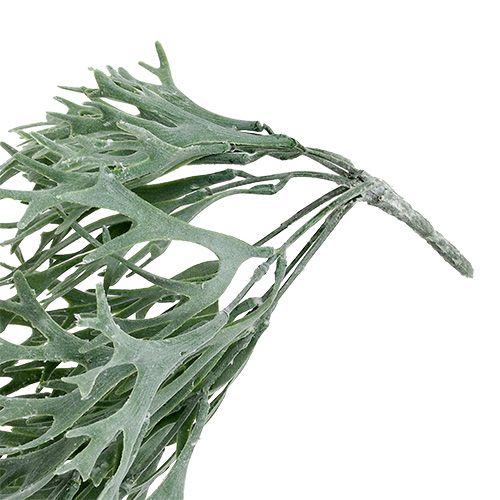 Floristik24 Helecho de asta gris-verde 60cm