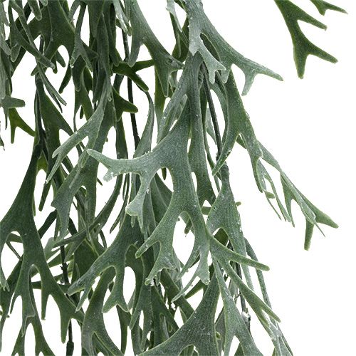 Floristik24 Helecho de asta gris-verde 60cm