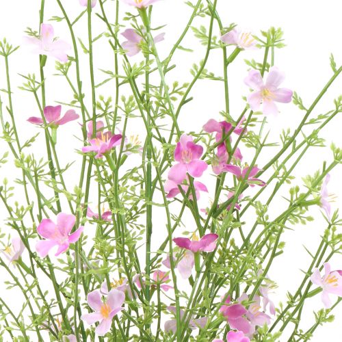 Floristik24 Tojo arbusto lila 60cm
