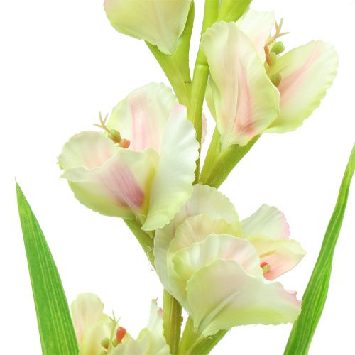 Floristik24 Gladiolo Blanco 93cm