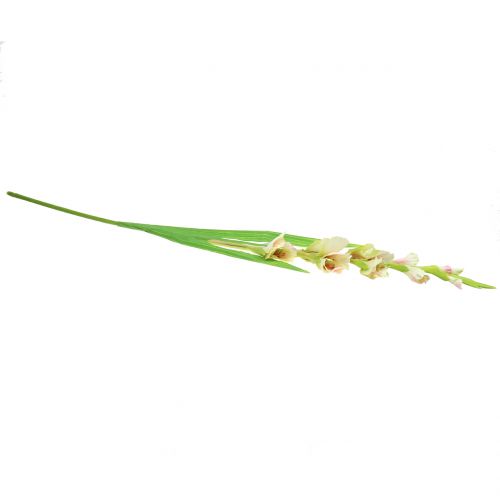 Floristik24 Gladiolo Blanco 93cm