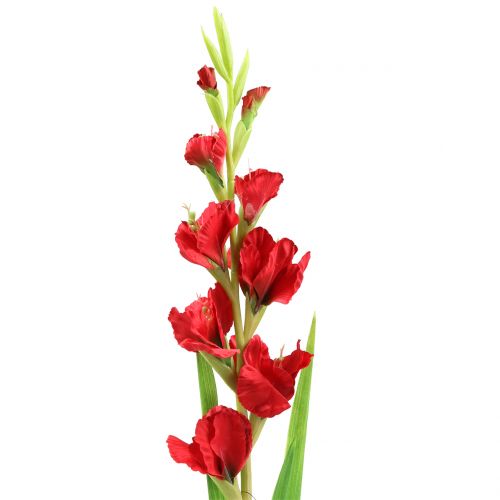 Floristik24 Gladiolo Rojo 93cm