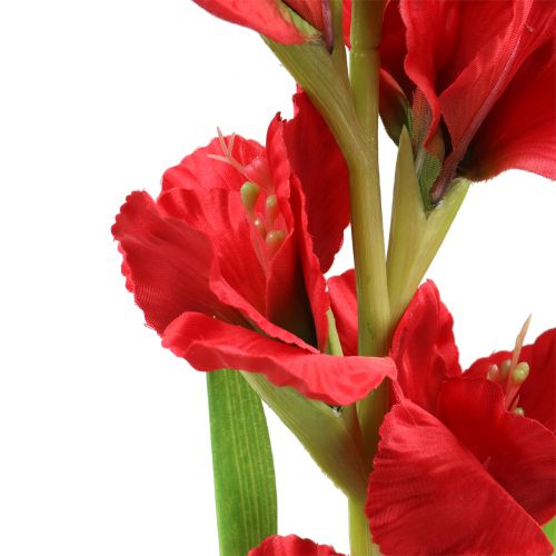 Floristik24 Gladiolo Rojo 93cm