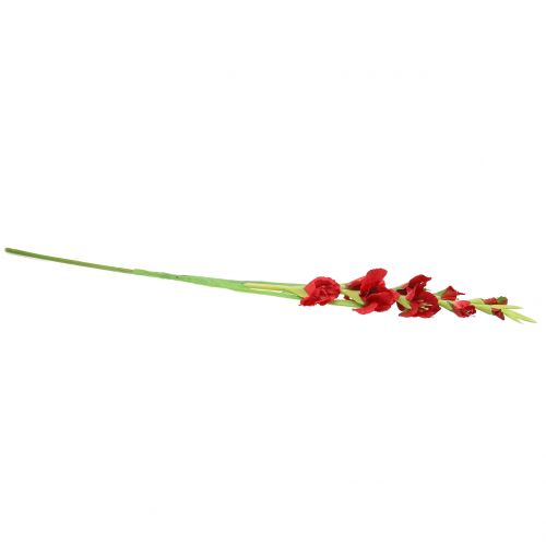 Floristik24 Gladiolo Rojo 93cm