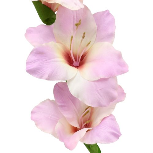 Floristik24 Gladiolo crema-violeta 86cm
