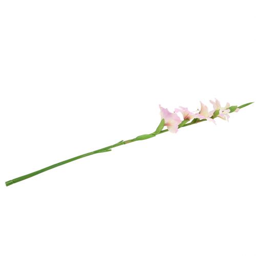 Floristik24 Gladiolo crema-violeta 86cm