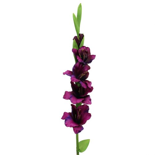 Floristik24 Gladiolo morado oscuro 86cm