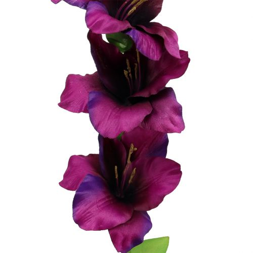 Floristik24 Gladiolo morado oscuro 86cm