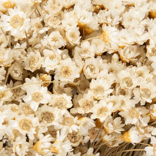 Artículo Ramo de flores secas, delicadas flores para decoración natural del hogar, 44cm