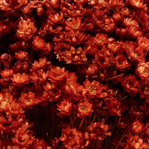 Artículo Ramo de flores secas, un encantador complemento para jarrones o arreglos, 44 cm.