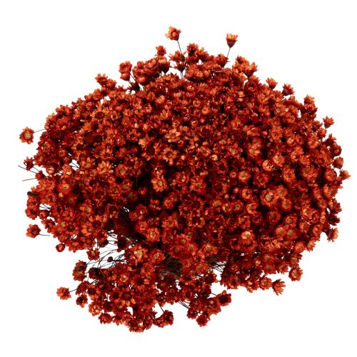 Artículo Ramo de flores secas, un encantador complemento para jarrones o arreglos, 44 cm.