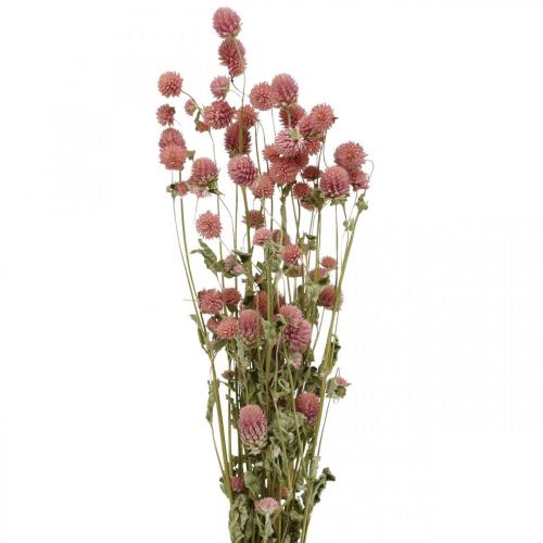 Floristik24 Bola De Amaranto, Gomphrena Globosa, Flor De Verano, Flor Seca Rosa L49cm 50g