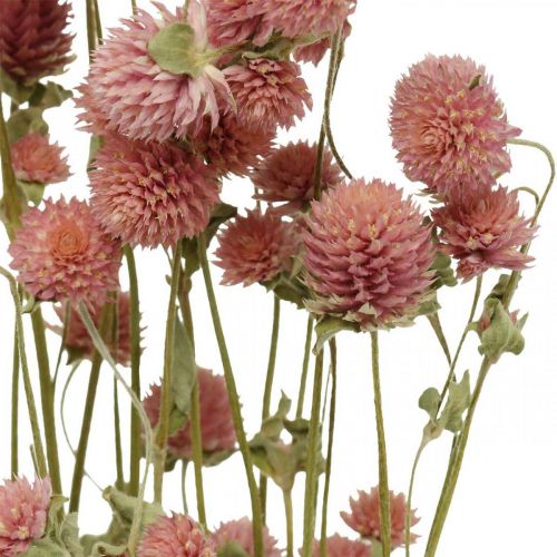 Floristik24 Bola De Amaranto, Gomphrena Globosa, Flor De Verano, Flor Seca Rosa L49cm 50g