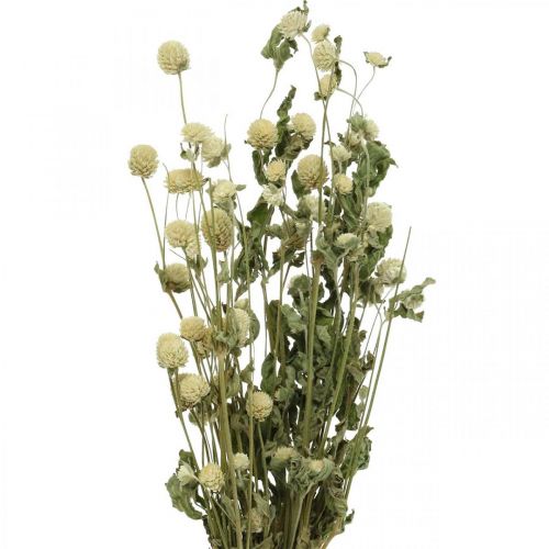 Floristik24 Flor Seca, Amaranto Globo, Gomphrena Globosa Blanca L49cm 45g