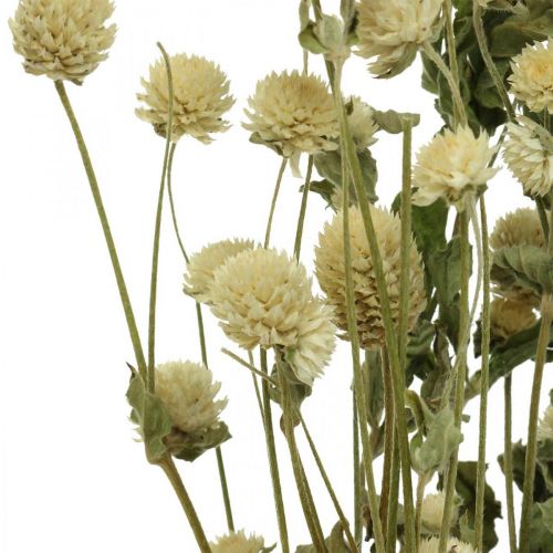 Artículo Flor Seca, Amaranto Globo, Gomphrena Globosa Blanca L49cm 45g