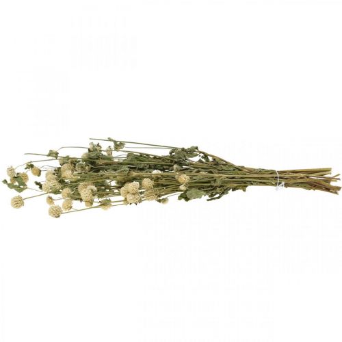 Floristik24 Flor Seca, Amaranto Globo, Gomphrena Globosa Blanca L49cm 45g