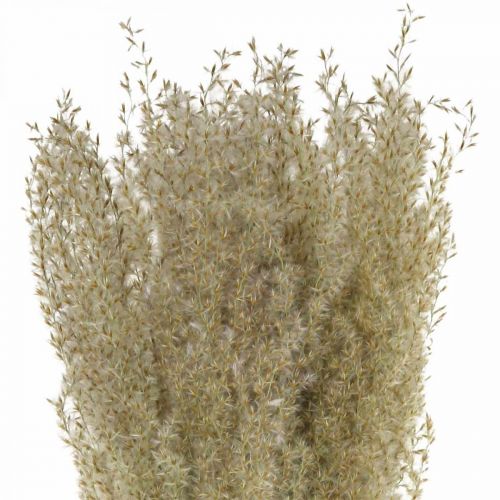 Floristik24 Hierba seca hierba ornamental para decoración florística seca naturaleza H55cm