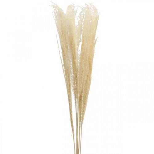 Floristik24 Dried Deco Grass Césped ornamental natural decoración seca 6 tallos