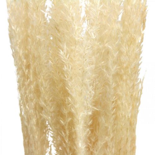 Floristik24 Dried Deco Grass Césped ornamental natural decoración seca 6 tallos