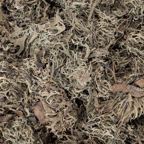 Musgo decorativo, musgo gris para manualidades, 500 g | Floristik24.es