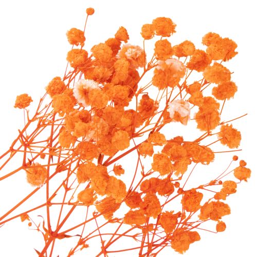 Ramo de flores secas de paniculata (Gypsophila) de 75 cm y 100 g. | Floristik24.es