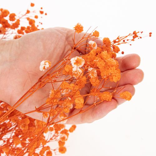 Ramo de flores secas de paniculata (Gypsophila) de 75 cm y 100 g. | Floristik24.es