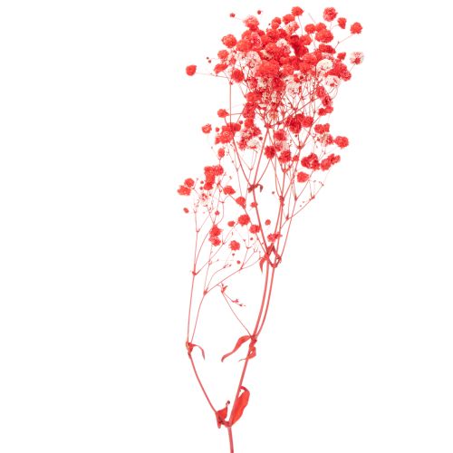 Ramo de gypsophila seca (75 cm, 100 g) | Floristik24.es