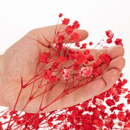 Ramo de gypsophila seca (75 cm, 100 g) | Floristik24.es