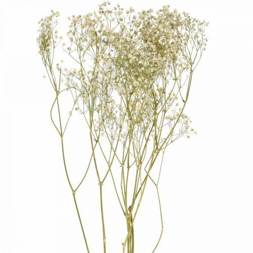 Gypsophila seca, Dry Floristics, Gypsophila White L64cm 20g