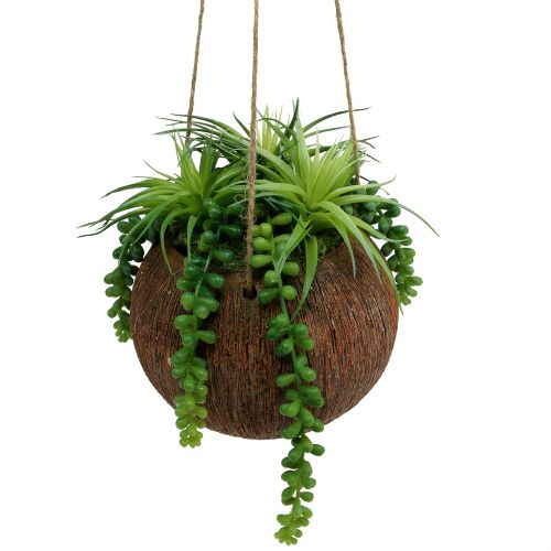 Floristik24 Plantas colgantes Suculentas en una maceta L60cm Ø16cm