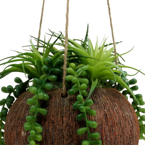 Floristik24 Plantas colgantes Suculentas en una maceta L60cm Ø16cm
