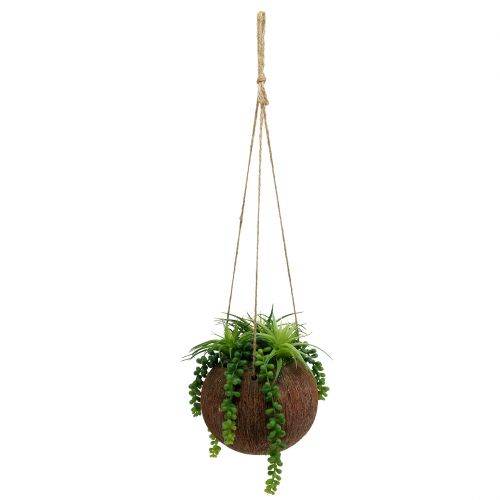 Floristik24 Plantas colgantes Suculentas en una maceta L60cm Ø16cm