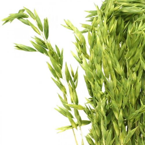Floristik24 Avena seca grano verde decoración seca rústica 70cm paquete de 100g
