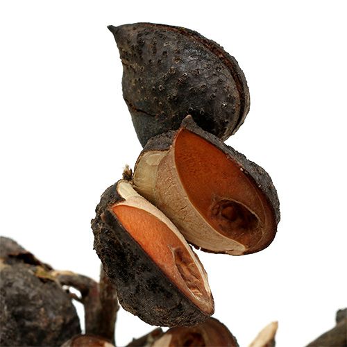 Artículo Hakea mediana natural 5-9 cabezas por rama 20uds