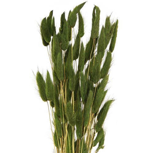 Artículo Hierba Cola De Liebre Lagurus Seca Verde 50-60cm 50g
