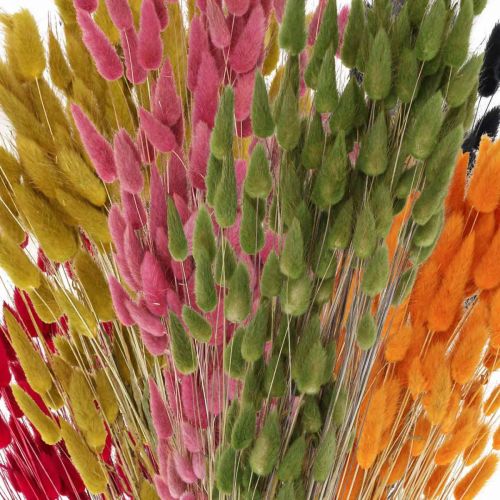 Artículo Hierba de cola de liebre Lagurus seca coloreada 60 cm 50 g