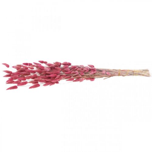 Artículo Hierba Cola de Conejo Lagurus Rosa Viejo Seca 60cm 50g